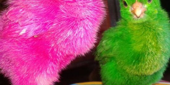 Imagem do grupo de WhatsApp Videos e piadas engraçada