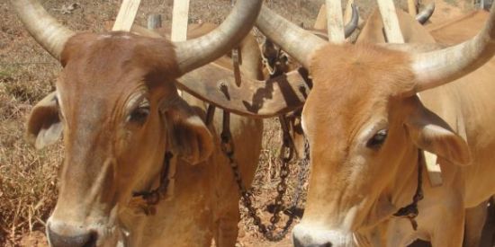 Imagem do grupo de WhatsApp Gado de +++