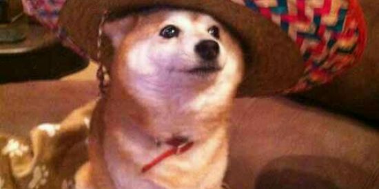 Imagem do grupo de WhatsApp Cofre de stickers