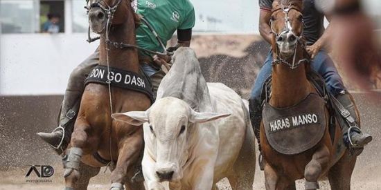 Imagem do grupo de WhatsApp Vaquejada