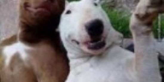 Imagem do grupo de WhatsApp Zuação Total Zoeiras 🤣😂😆