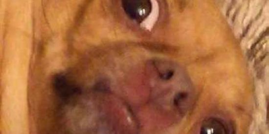 Imagem do grupo de WhatsApp - FigurinhasOn.😎🤟🏼