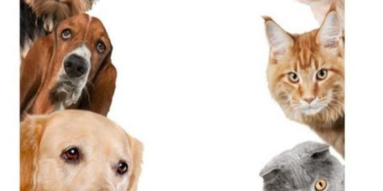 Imagem do grupo de WhatsApp 😺VAMOS DOAR!!!