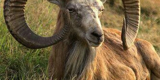 Imagem do grupo de WhatsApp Grupo sem regras