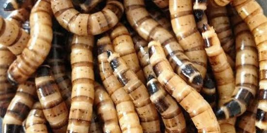 Imagem do grupo de WhatsApp VENDA DE TENÉBRIOS - PE