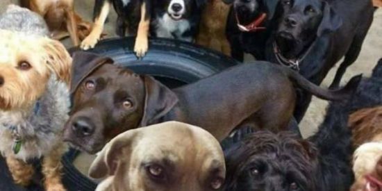 Imagem do grupo de WhatsApp Amo Meu Pet Jutaí ❤🐶🐱🐰🐶💓