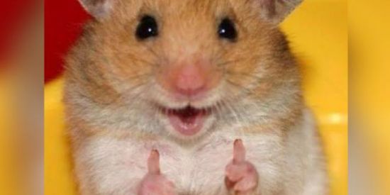 Imagem do grupo de WhatsApp 🄾🅂 🅃🄾🄿’🅂 🄳🄾 🅆🄷🄰🅃🅂 💯🍃✔