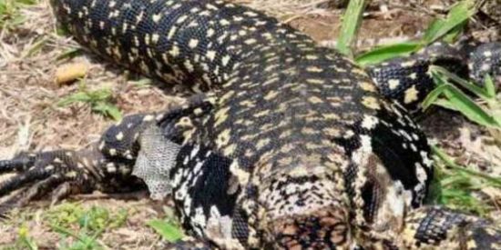 Imagem do grupo de WhatsApp Pestio o lagarto 🥕🥕🥕