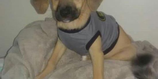 Imagem do grupo de WhatsApp Rifa / Ração cão & gato 🐕🐈
