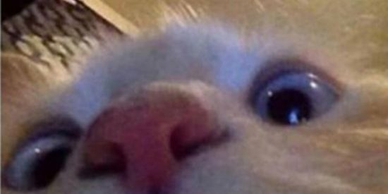 Imagem do grupo de WhatsApp TROCA DE FIGURINHAS