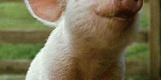 Imagem do grupo de WhatsApp 😂Zuera😂