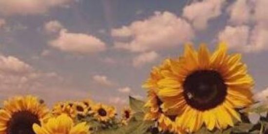 Imagem do grupo de WhatsApp 🌻SEGUIDORES ATIVOS🌻