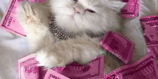 Imagem do grupo de WhatsApp Chuva de seguidores