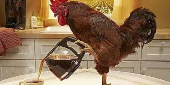 Imagem do grupo de WhatsApp Coronga vírus