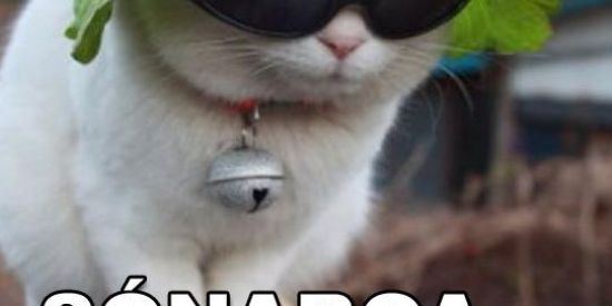 Imagem do grupo de WhatsApp Só figurinhas