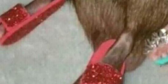 Imagem do grupo de WhatsApp Zapo