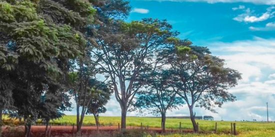 Imagem do grupo de WhatsApp Enjoynature🌲🌾🌻🌿