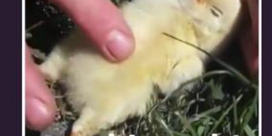 Imagem do grupo de WhatsApp Guerra de figurinhas