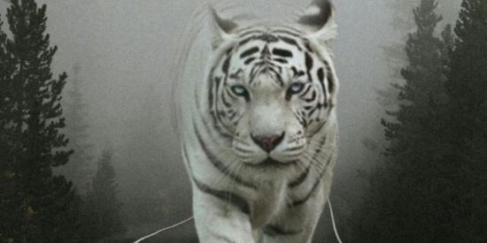 Imagem do grupo de WhatsApp Ofc_spartacus