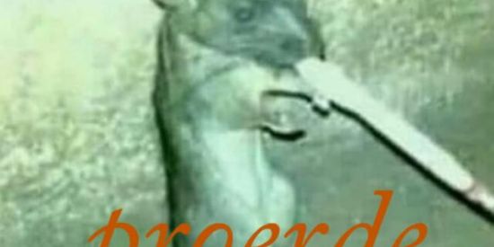 Imagem do grupo de WhatsApp Grupo da Chamada