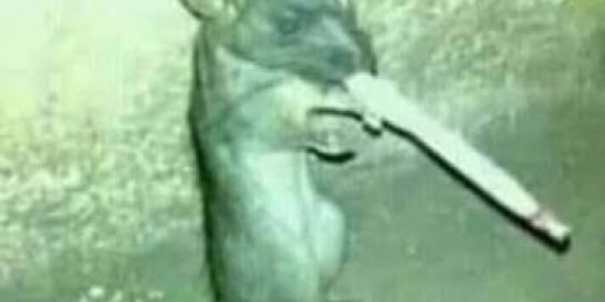 Imagem do grupo de WhatsApp Zaper Zapper