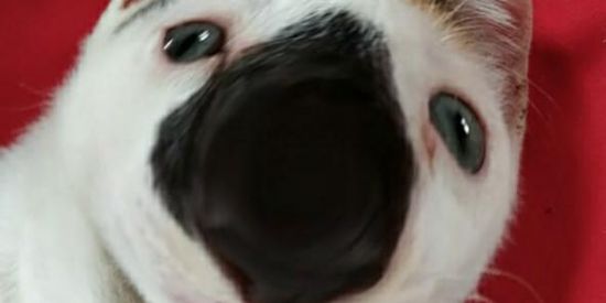 Imagem do grupo de WhatsApp HUEHUEHUE