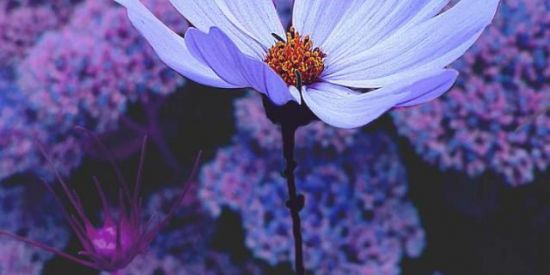 Imagem do grupo de WhatsApp Purple Influencers 💜