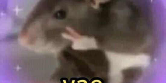 Imagem do grupo de WhatsApp Zoeira show 24hs🌚⭐🌑