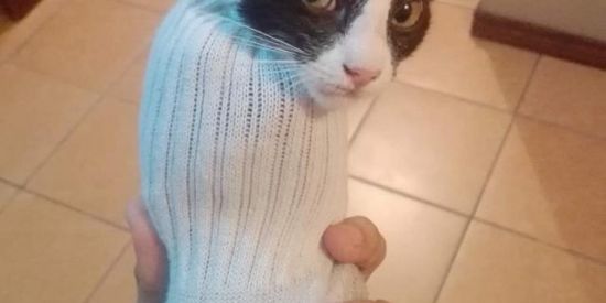 Imagem do grupo de WhatsApp Zueira sem limite