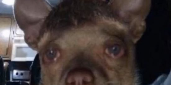 Imagem do grupo de WhatsApp SHITPOST FARM