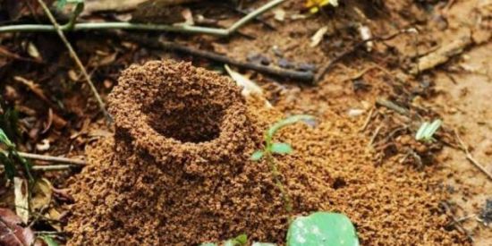 Imagem do grupo de WhatsApp Fingimos ser formigas