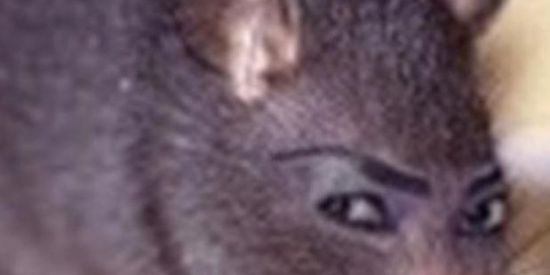 Imagem do grupo de WhatsApp Somente figurinhas