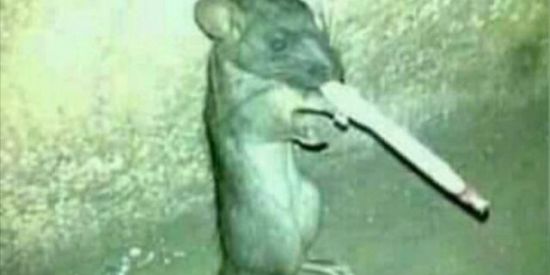 Imagem do grupo de WhatsApp Ratin fdskskkl