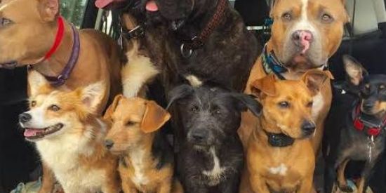 Imagem do grupo de WhatsApp Passeio com cachorros SP