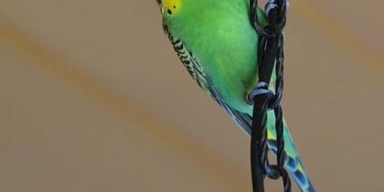 Imagem do grupo de WhatsApp PERIQUITOS