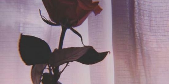 Imagem do grupo de WhatsApp ⚜ GANHE SEGUIDORES MONARCHY ⚜