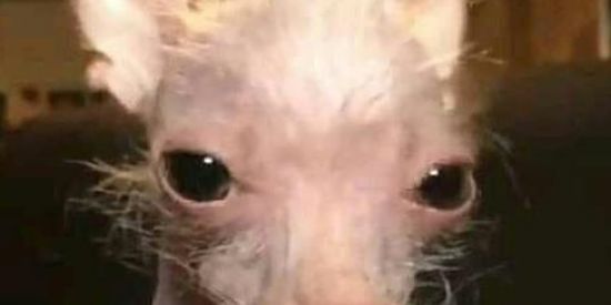 Imagem do grupo de WhatsApp Vamos Zuar