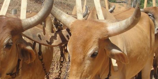 Imagem do grupo de WhatsApp Memes