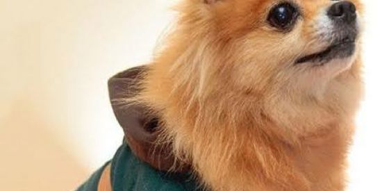 Imagem do grupo de WhatsApp Legend Of Link