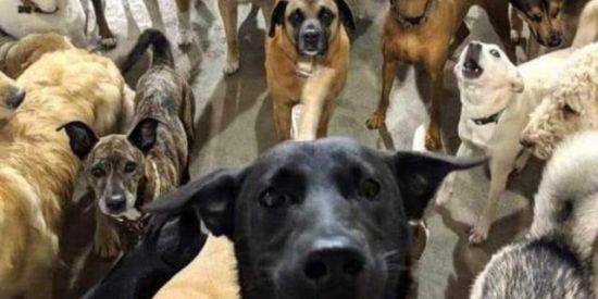 Imagem do grupo de WhatsApp AQUI É O GUETO DAS FIGURINHAS