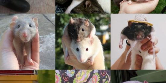 Imagem do grupo de WhatsApp Rataiada