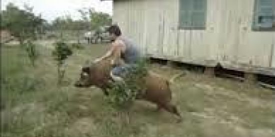 Imagem do grupo de WhatsApp os Miseras