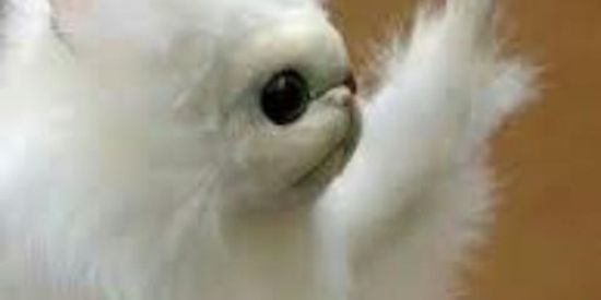 Imagem do grupo de WhatsApp So entrando pra saber Eheheh👻