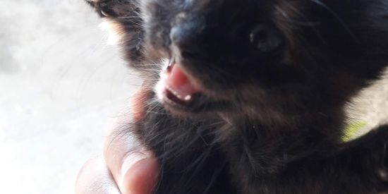 Imagem do grupo de WhatsApp carai mano me larga