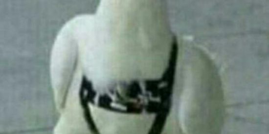 Imagem do grupo de WhatsApp odei us pombo