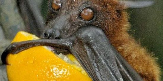 Imagem do grupo de WhatsApp Fast covid