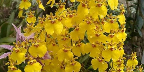 Imagem do grupo de WhatsApp Orquídea descomplicada