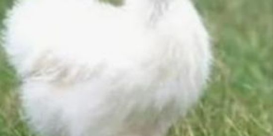 Imagem do grupo de WhatsApp Figurinhas