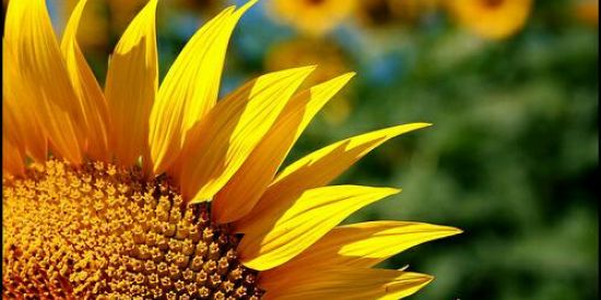 Imagem do grupo de WhatsApp 🌻 Somos Girassoís 🌻😍❤