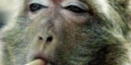 Imagem do grupo de WhatsApp TROPA DA MACACAD∆